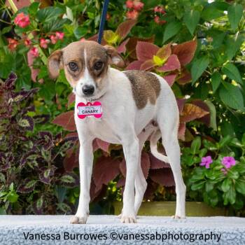 Canary -  Terrier Dog for Adoption in Wake Forest, North Carolina - Canary | PetCurious
