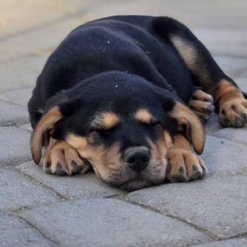 Mixed Breed Dogs Available for Adoption in Richmond, Virginia - Rhino | PetCurious