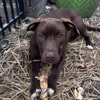 Dolly -  Labrador Retriever and Pit Bull Terrier Dog for Adoption in Nashville, Tennessee - Dolly | PetCurious