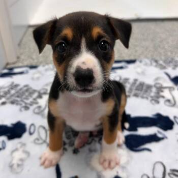 Nerds -  Beagle and Mixed Breed Dog for Adoption in St. Peters, Missouri - Nerds | PetCurious