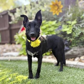 Moose -  Border Collie and German Shepherd Dog Dog for Adoption in Fairfield, Connecticut - Moose | PetCurious