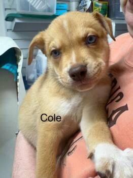 Cole -  American Staffordshire Terrier and Husky Dog for Adoption in St. George, Utah - Cole | PetCurious