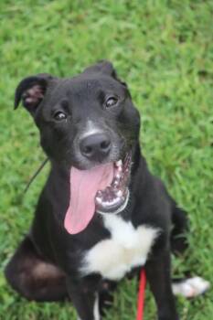 Jake -  Labrador Retriever Dog for Adoption in Statesville, North Carolina - Jake | PetCurious