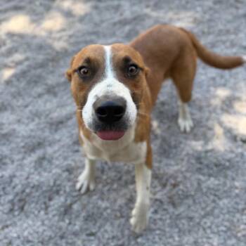 Han -  Cattle Dog and Pit Bull Terrier Dog for Adoption in Reno, Nevada - Han | PetCurious