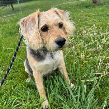 B.B. (Butter Bread) -  Wirehaired Terrier Dog for Adoption in Milford, Iowa - B.B. (Butter Bread) | PetCurious
