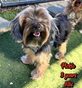 PICKLE -  Yorkshire Terrier Dog for Adoption in Holbrook, New York - PICKLE | PetCurious