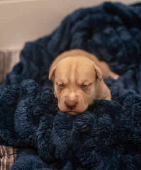 Rescue Labrador Retriever and Mixed Breed Dogs for Adoption in Chapel Hill, North Carolina - Sage | PetCurious
