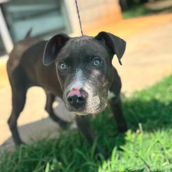 Chapo (p) -  American Staffordshire Terrier and Mixed Breed Dog for Adoption in New York, New York - Chapo (p) | PetCurious