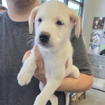 Junior -  Shepherd and Mixed Breed Dog for Adoption in Marshall, Texas - Junior | PetCurious