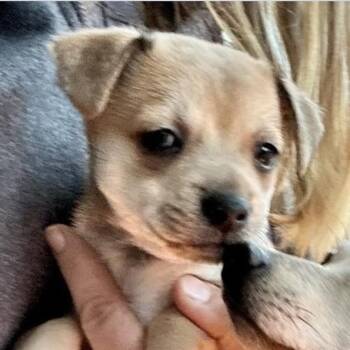 Chihuahua Dogs Available for Adoption - Jonny | PetCurious