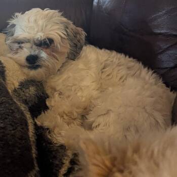 Harley Quinn -  Shih Tzu Dog for Adoption in Rochester, Minnesota - Harley Quinn | PetCurious