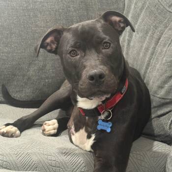 Bucky -  Pit Bull Terrier and Labrador Retriever Dog for Adoption in Pleasanton, California - Bucky | PetCurious
