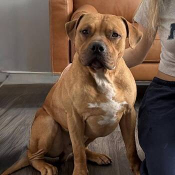 Henry -  Mixed Breed and Pit Bull Terrier Dog for Adoption in York, Pennsylvania - Henry | PetCurious