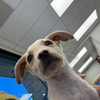 Goldie Joanie F NV -  Chihuahua Dog for Adoption in Las Vegas, Nevada - Goldie Joanie F NV | PetCurious