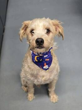 Max -  Labradoodle Dog for Adoption in Aurora, Colorado - Max | PetCurious
