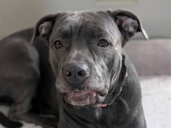 Pit Bull Terrier Dogs Available for Adoption in Ocala, Florida - WREN | PetCurious