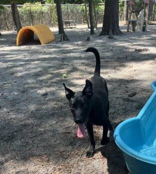 Buzz -  Mixed Breed Dog for Adoption in Georgetown, South Carolina - Buzz | PetCurious