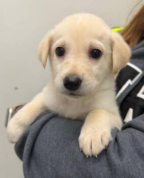 Vlad -  Husky Dog for Adoption in Yellowknife, Northwest Territories - Vlad | PetCurious