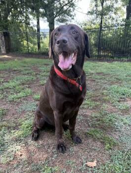 Skeet -  Chocolate Labrador Retriever Dog for Adoption in Corsicana, Texas - Skeet | PetCurious