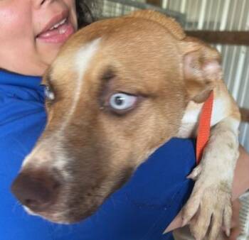 Rescue German Shepherd Dog and Mixed Breed Dogs for Adoption in Houston, Texas - A645192 | PetCurious