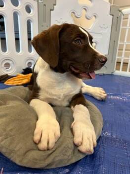 Mixed Breed Dogs Available for Adoption in Largo, Florida - Clara Bell | PetCurious