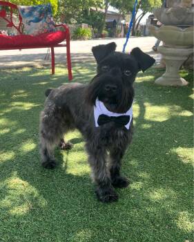 Schnauzer Dogs Available for Adoption in Temecula, California - Shadow | PetCurious