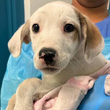 Shepherd Dogs Available for Adoption - Biscuit | PetCurious