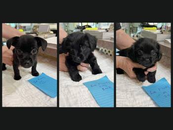 Pekingese and Dachshund Dogs Available for Adoption in Benton, Louisiana - La Furry, La Fluffy And La Floofy (NOT YET AVAIL) | PetCurious
