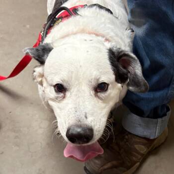 Brutus -  Mixed Breed Dog for Adoption in Yuma, Arizona - Brutus | PetCurious