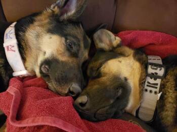 Bella and Jackson -  German Shepherd Dog Dog for Adoption in Glendale, Arizona - Bella And Jackson | PetCurious