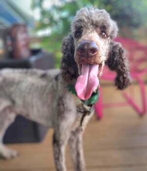 Polo -  Poodle and Standard Poodle Dog for Adoption in Austin, Texas - Polo | PetCurious