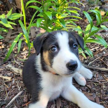 Mario -  Mixed Breed Dog for Adoption in Saskatoon, Saskatchewan - Mario | PetCurious