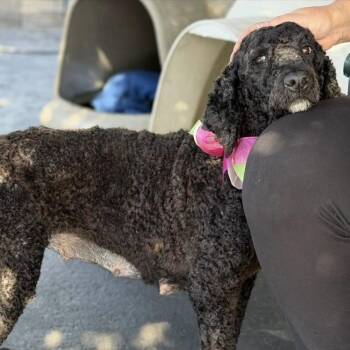 Kitty -  Labradoodle Dog for Adoption in Larkfield-wikiup, California - Kitty | PetCurious