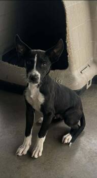 Rescue Terrier Dogs for Adoption in Pryor, Oklahoma - Spider | PetCurious