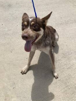 OVERTON -  Australian Kelpie Dog for Adoption in Dallas, Texas - OVERTON | PetCurious