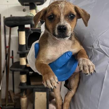 Bri -  Shepherd and Mixed Breed Dog for Adoption in Edinburg, Texas - Bri | PetCurious