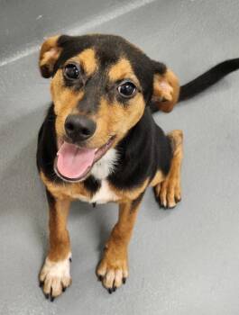 Marta -  Entlebucher Dog for Adoption in Hilton Head Island, South Carolina - Marta | PetCurious