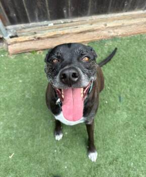 Rescue Labrador Retriever Dogs for Adoption in Encinitas, California - Link | PetCurious