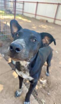 Luke -  Australian Cattle Dog Blue Heeler Dog for Adoption in Dripping Springs, Texas - Luke | PetCurious