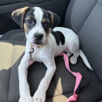 Millie -  Terrier Dog for Adoption in Oswego, Illinois - Millie | PetCurious