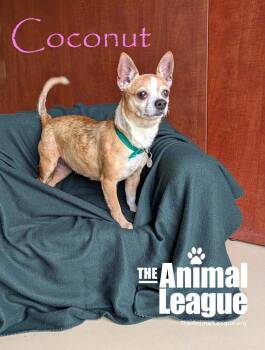 Coconut -  Chihuahua Dog for Adoption in Groveland, Florida - Coconut | PetCurious
