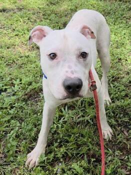 ANDY -  American Staffordshire Terrier and Mixed Breed Dog for Adoption in Fort Lauderdale, Florida - ANDY | PetCurious