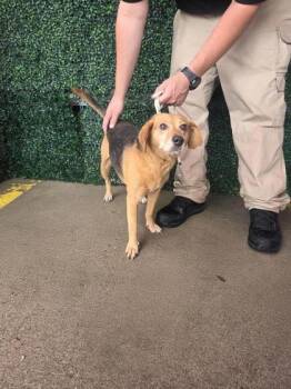 61311901 -  Beagle and Mixed Breed Dog for Adoption in El Paso, Texas - 61311901 | PetCurious