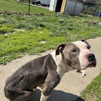 Pit Bull Terrier Dogs Available for Adoption in Russiaville, Indiana - BuddyGirl! Gentle And So Loving  | PetCurious