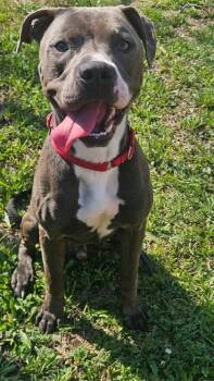 Rescue Mixed Breed Dogs for Adoption in West Chester, Pennsylvania - Derik | PetCurious