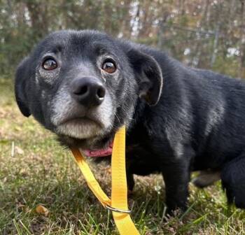 Rescue Terrier and Chihuahua Dogs for Adoption in Louisville, Illinois - Midnight | PetCurious