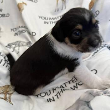 Terrier Dogs Available for Adoption in Eureka, California - Aster | PetCurious