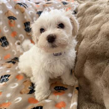 Magic -  Poodle and Coton De Tulear Dog for Adoption in Las Vegas, Nevada - Magic | PetCurious