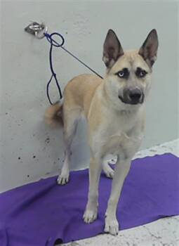 German Shepherd Dog and Husky Dogs Available for Adoption - DOG | PetCurious