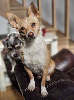 Rescue Corgi and Chihuahua Dogs for Adoption in Chattanooga, Tennessee - Flo Aka Boop | PetCurious